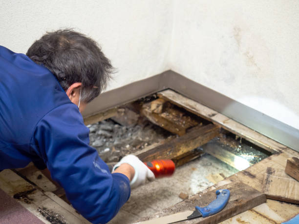 Best Mold Remediation  in Crugers, NY