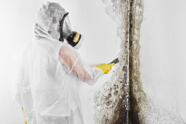 Mold Removal and Inspection in Crugers, NY