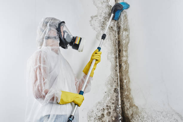 Best Toxic Mold Removal  in Crugers, NY