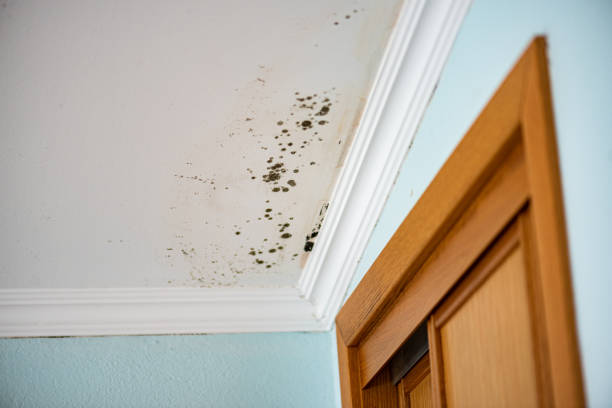 Best Local Mold Removal Service  in Crugers, NY