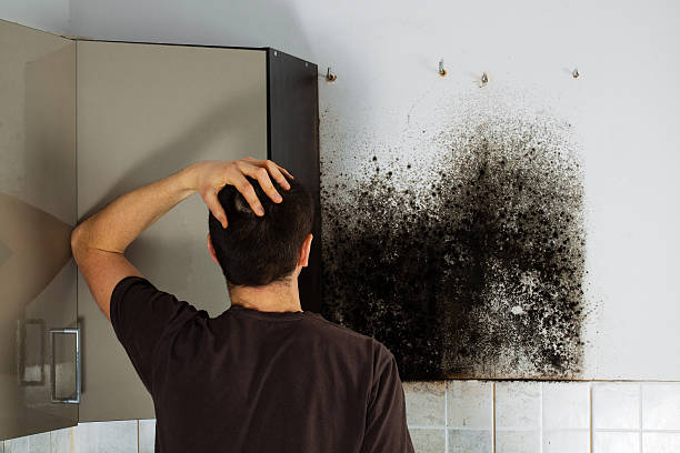 Trusted Crugers, NY Mold Removal Experts