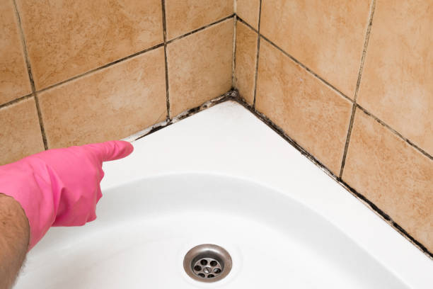 Best Professional Mold Removal  in Crugers, NY